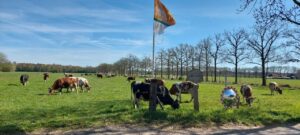 photo_2026-04-14_13-22-34 Koeien in de wei